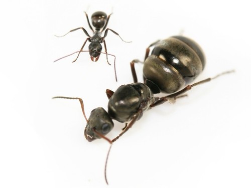 Formica subsericea ant - ant, queen