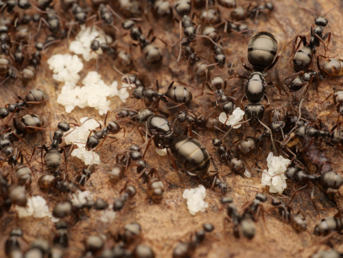 Formica subsericea ant queen - formica,
